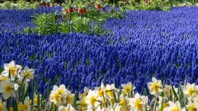 Blauwe Golven, de foto