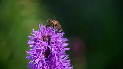 In Actie, de foto
