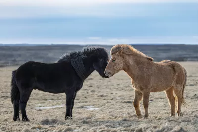 Knuffelpaarden, de foto