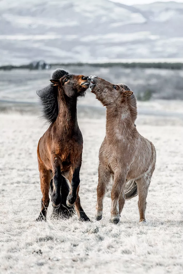 Twee IJslandse paarden steigeren snuit tegen snuit op een berijpte vlakte