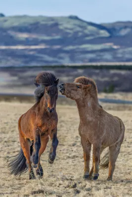 Dravend door dor gras, de foto