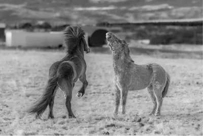 Steigerend tegenover opkijkende pony (Zwart-wit), de foto