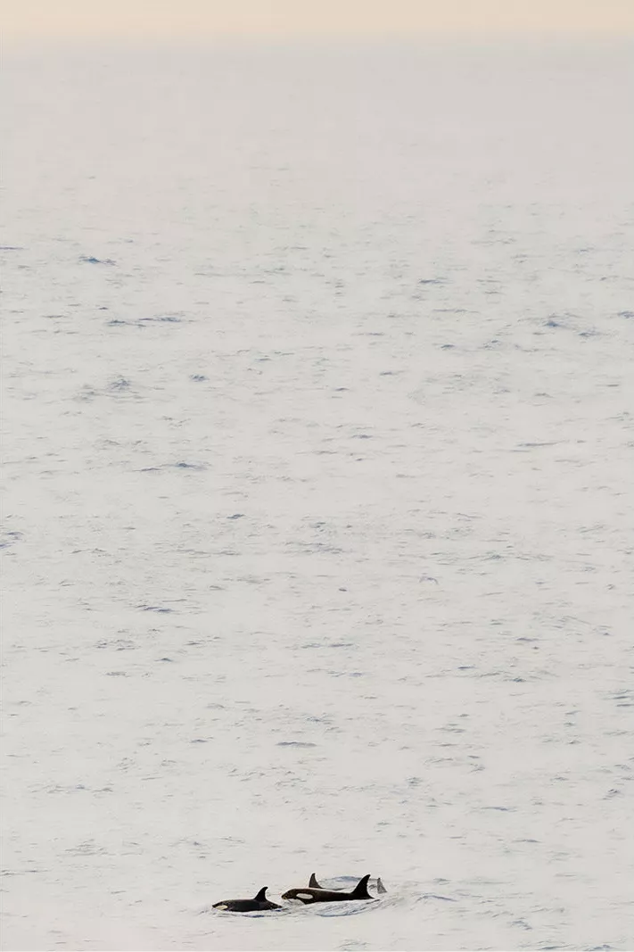 Kleine groep orka's onderaan in een groot, kalm lichtgrijs watervlak