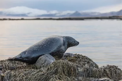 Zeehond, de foto