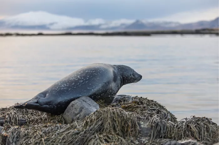Zeehond op een rots met zeewier, met kalm water en besneeuwde bergen op de achtergrond