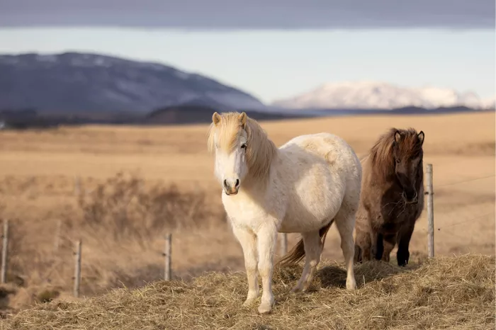 Crèmewit IJslands paardje kijkt in de lens, met een bruin paardje erachter op een hoop hooi