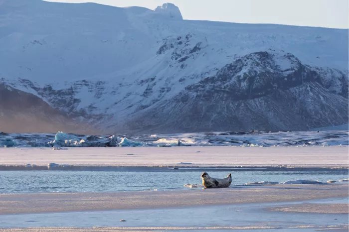 Zeehond op het ijs van een gletsjermeer met blauwe ijsblokken en besneeuwde bergen