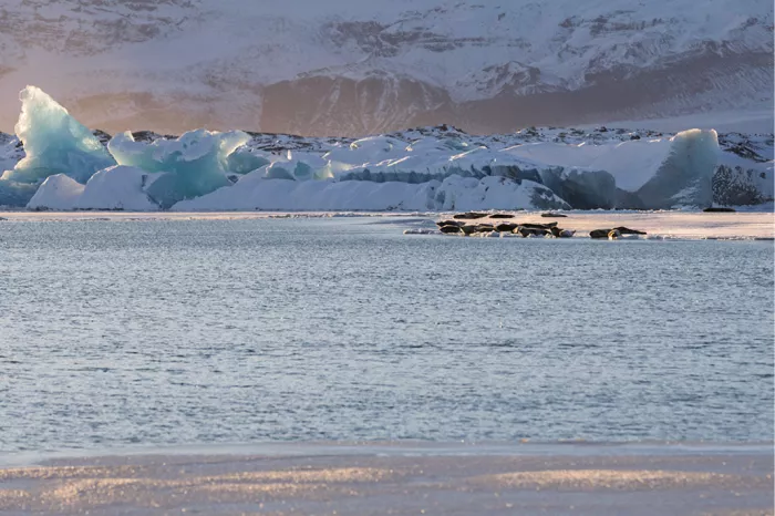 Zeehonden aan de overkant van een gletsjermeer bij turquoise ijsblokken en besneeuwde bergen