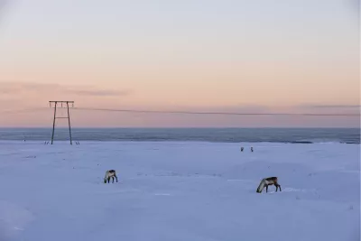 Rendieren bij ondergaande zon, de foto