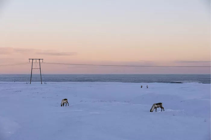 Rendieren in een besneeuwde vlakte met een elektriciteitsmast onder een roze avondlucht