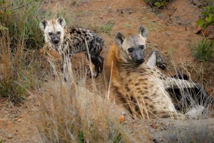 Hyena en gevlekte welp bij het nest op rode aarde, beiden kijken in de lens