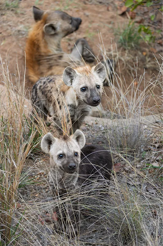 Volwassen hyena met twee welpjes van verschillende grootte bij het nest