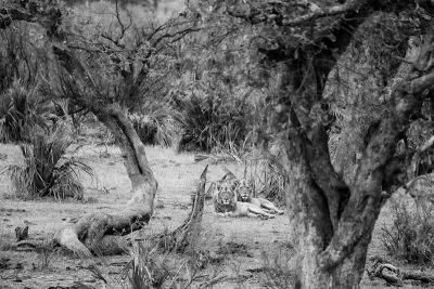 Who is watching who? (Zwart-wit), de foto