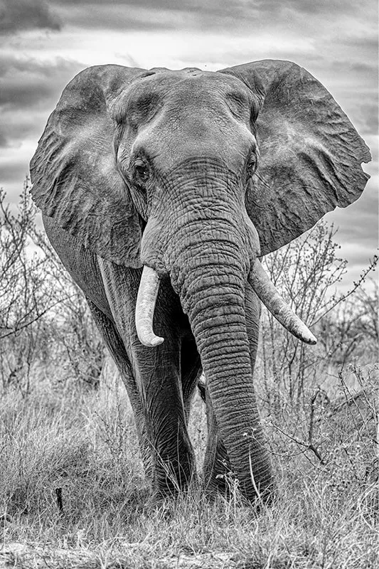 Olifant met gespreide oren en slagtanden stapt op de camera af onder donkere wolken, in zwart-wit