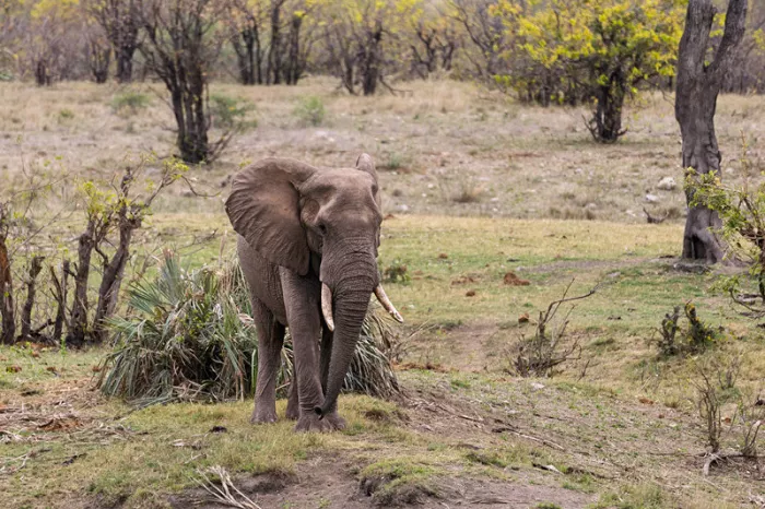 Jonge olifant met kleine slagtanden alleen op een open plek met gras en struiken