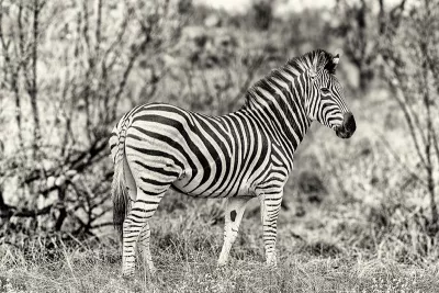 Zwart-wit of wit-zwart? (BW), de foto
