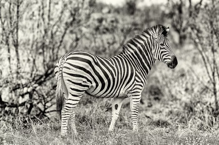 Zebra in profiel tussen droog gras en kale takken, in zwart-wit