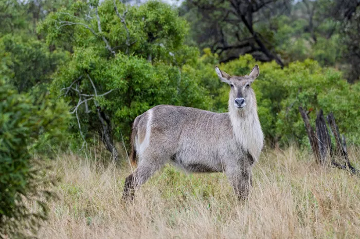 Grijsbruine waterbok met witte keel in hoog droog gras voor groene struiken