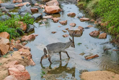 Waterbok steekt rivier over, de foto