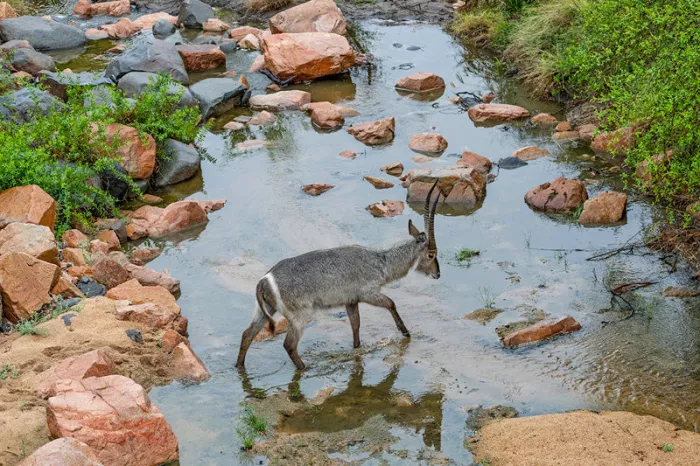 Waterbok met gebogen hoorns steekt een ondiepe rivier over tussen roodbruine rotsen