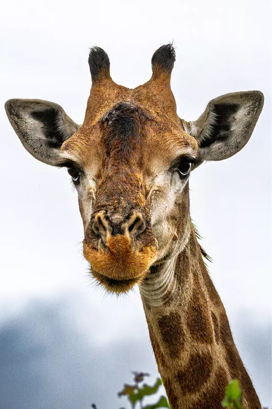 Giraffe kijkt recht in de camera, kop en hals van dichtbij tegen een lichte lucht