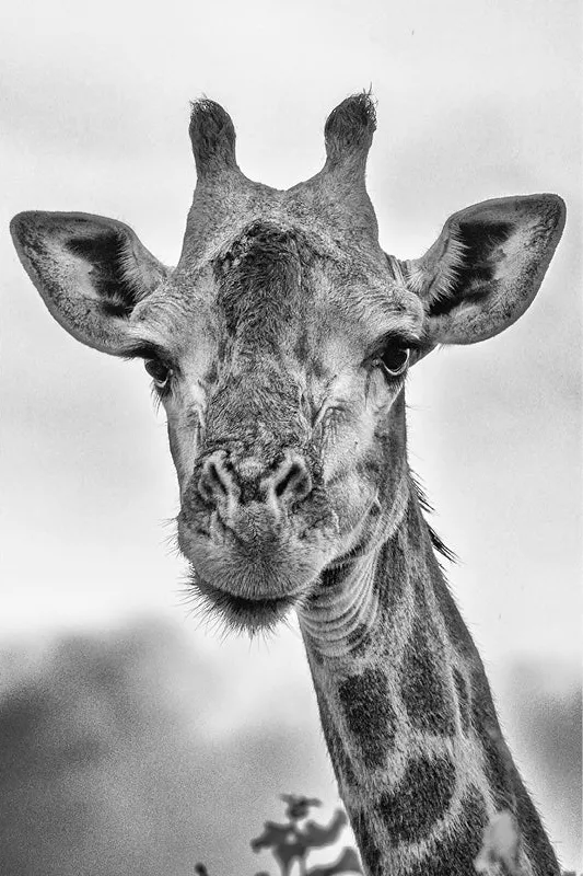 Giraffe kijkt recht in de camera, kop en hals van dichtbij, in zwart-wit