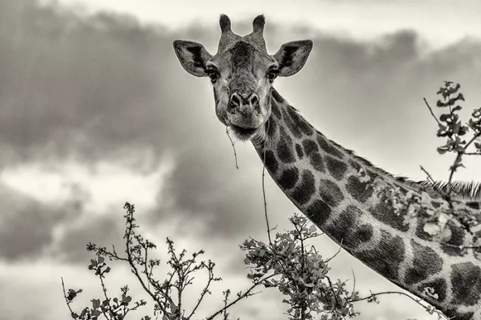 Giraffe met takje in de mond kijkt in de lens, met lange hals en bewolkte lucht, in zwart-wit