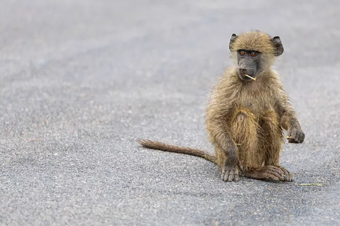 Jonge aap met een stokje in de mond zit op een grijze asfaltweg