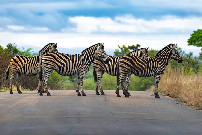 Vier zebra's staan naast elkaar op een asfaltweg onder een blauwe lucht met wolken