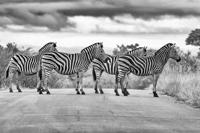 Zebrapad (Zwart-wit), de foto