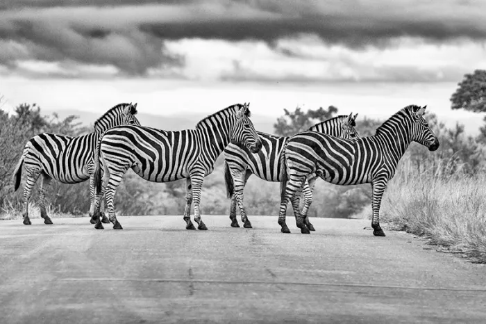 Vier zebra's op een asfaltweg onder een donkere wolkenlucht, in zwart-wit