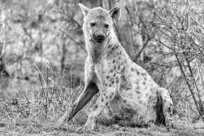 Big hyena is smiling to me, de foto