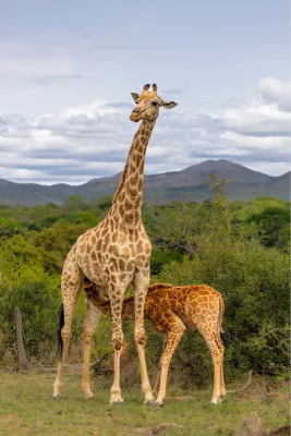Babygiraffe drinkt bij mama, de foto