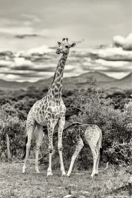 Babygiraffe drinkt bij mama (Zwart-wit), de foto