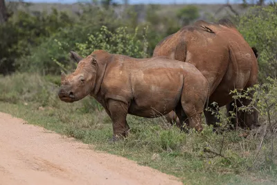 Baby neushoorn bij mama, de foto