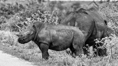 Baby neushoorn bij mama (Zwart-wit), de foto
