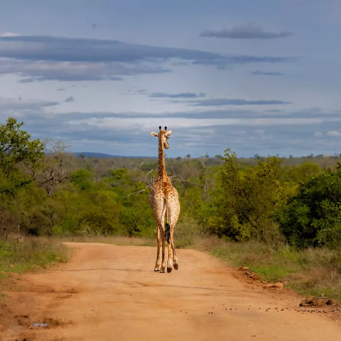 Giraffe van achteren op een rode zandweg tussen groene struiken onder een blauwe lucht