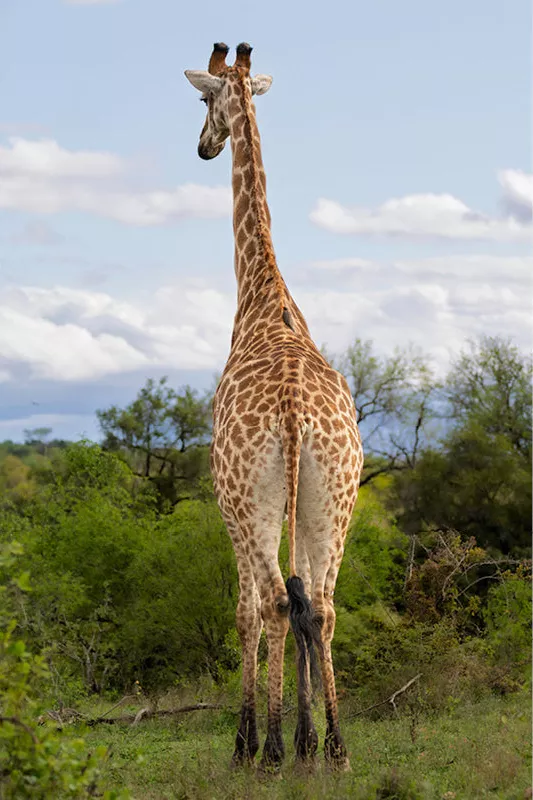 Giraffe van achteren gezien die over haar schouder kijkt, boven groene bomen