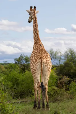 Giraffe van de achterkant, de foto
