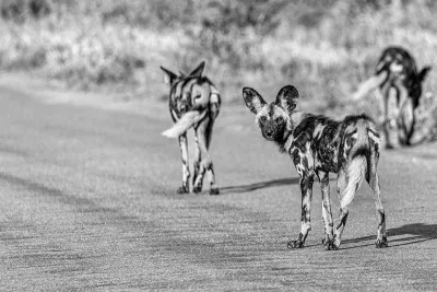 Wild dogs, de foto