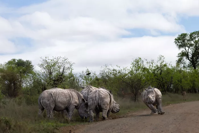 Jonge neushoorn rent over een zandweg op een groep neushoorns af