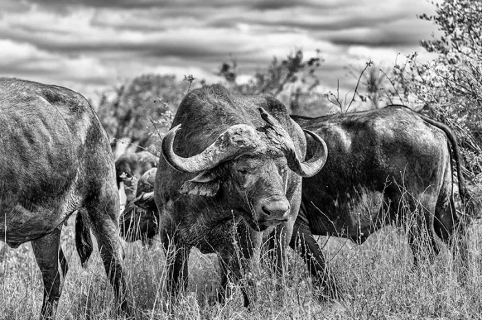 Buffel met zware hoorns in een kudde in hoog gras onder een wolkenlucht, in zwart-wit
