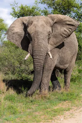 Olifant, de foto
