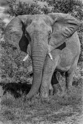Olifant (Zwart-wit), de foto