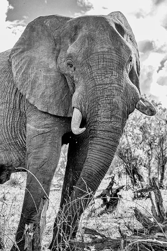 Olifant van dichtbij vanuit een laag standpunt tussen dode takken, in zwart-wit