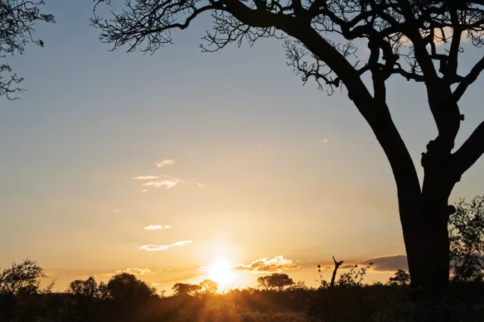 Ondergaande zon boven de horizon met silhouetten van bomen en een grote boom rechts