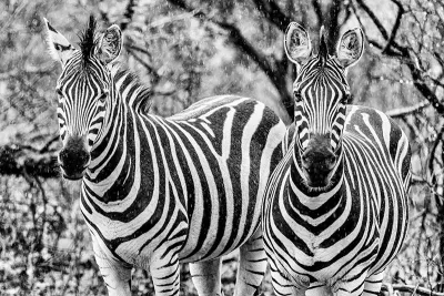 Duozebra, de foto