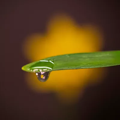Bloemetje in de druppel, de foto