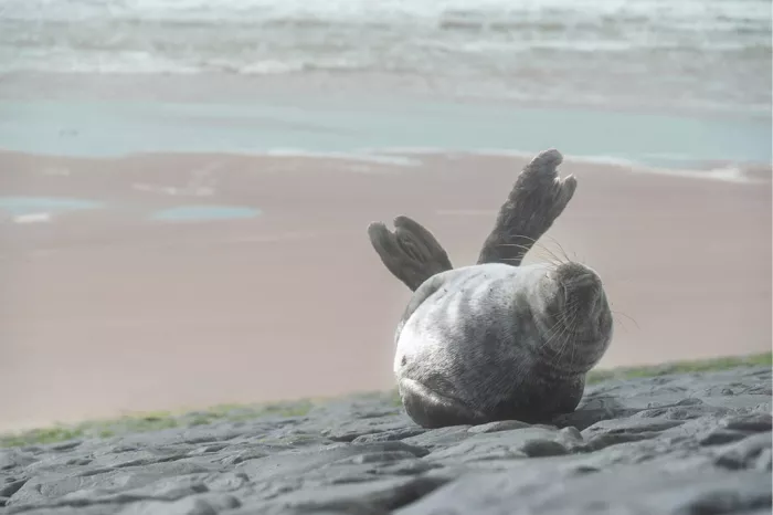 Zeehondje dat op de rotsen op zijn rug ligt met de achterflippers in de lucht