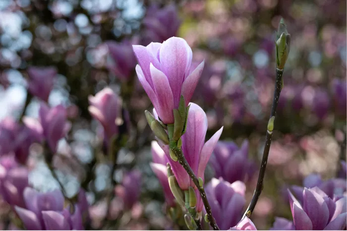 Roze en paarse magnoliabloemen met knoppen voor een wazige achtergrond vol bloesems